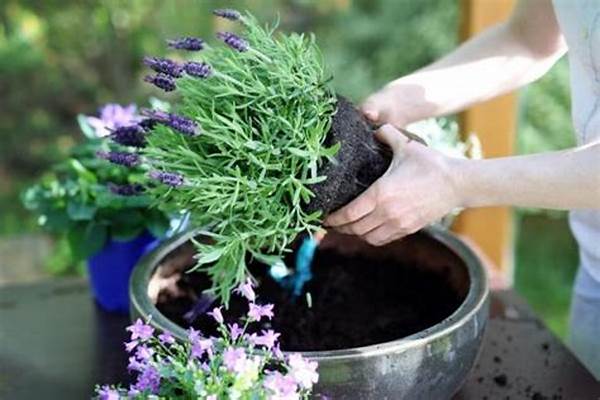 Cách chăm sóc hoa oải hương