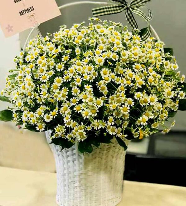 Giỏ hoa tươi Giỏ cúc tana lớn