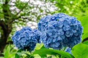 Ý nghĩa hoa cẩm tú cầu xanh dương mạnh mẽ nhưng đầy sự mềm mại