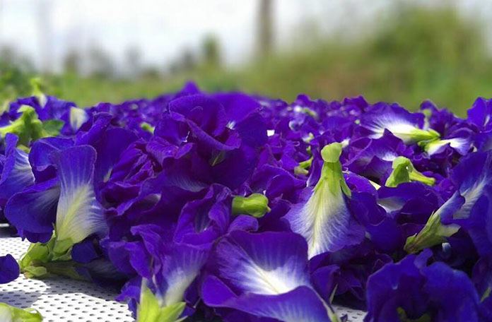 Ý nghĩa hoa đậu biếc trong văn hóa và tâm linh